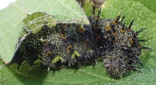 Vanessa atalanta